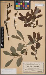 Foto von Salix cinerea L.